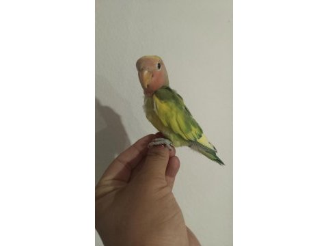 Acil sevda papağanı
