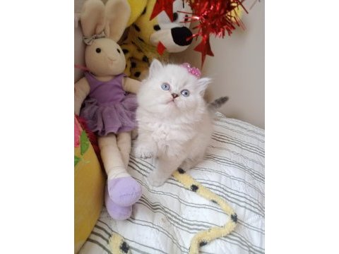 Safkan british longhair yavrular