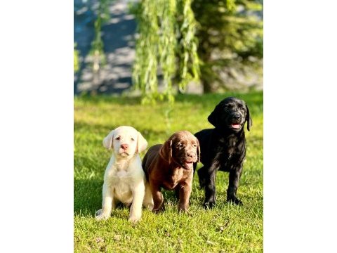 Özel ve sağlık ırk garantili labrador yavruları 