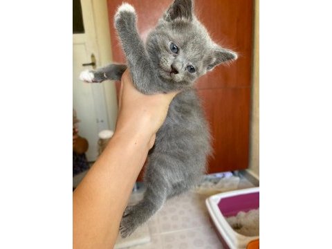 35 günlük yavrumuz british shorthair