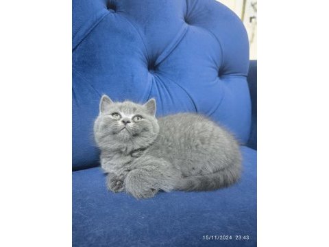 British shorthair gri ayı surat tontiş bebekler