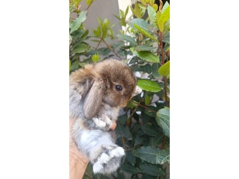 Holanda lop mini lop cuce tavşan yavrulari gonderim var