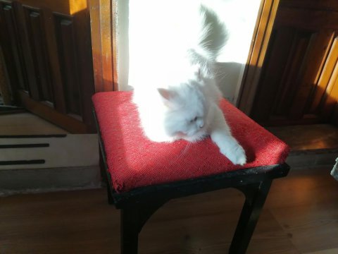 British shorthair lütfen bakıp geçme gerçek ailemi istiyorum