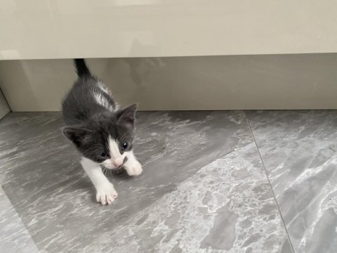 1,5 aylık yavru kedimiz acil yuva
