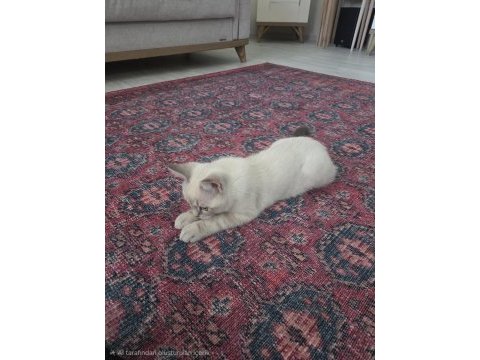 3 aylık oyun seven tatlı british shorthair