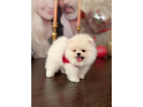 Pomeranian boo 2 efsane ayıcık