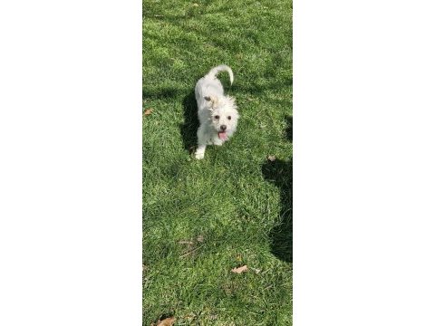 Dişi maltese terrier köpeğimiz yeni sahibini arıyor