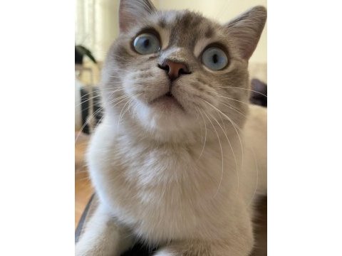Acil kısırlaştırılmış erkek british shorthair kırması
