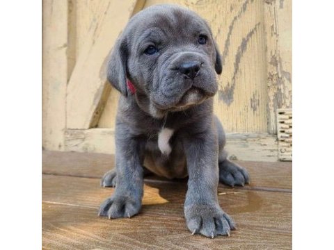 Xxl cane corso yavrular teslime hazır