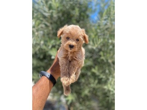 Tea cup f 1 maltipoo bebekler