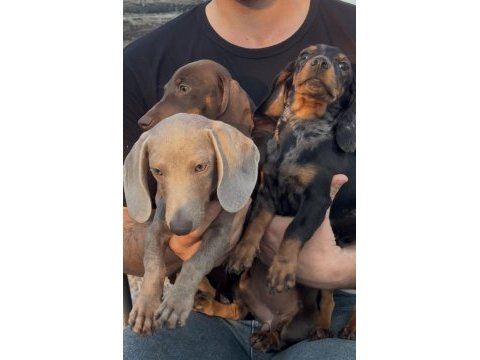 Aşıları bitmiş tuvalet eğitimli sosis dachshund yavrular