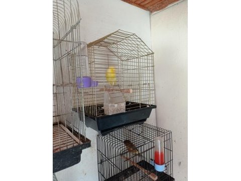 Sarı fırtına kuşumuz