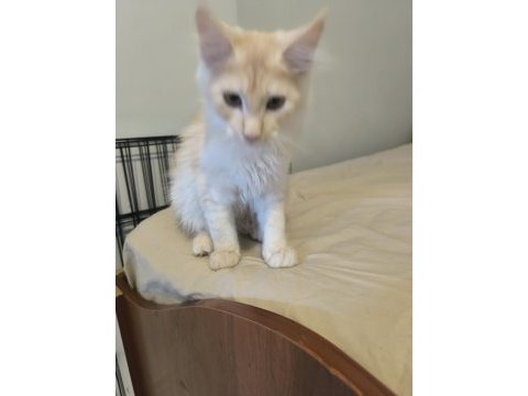 Şecereli maine coon yavruları dişi 3 aylık