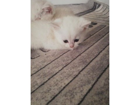 1.5 aylık british shorthair yavrular
