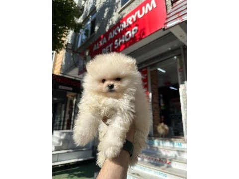 Dünyalar tatlısı japon pomeranian yavrularımız