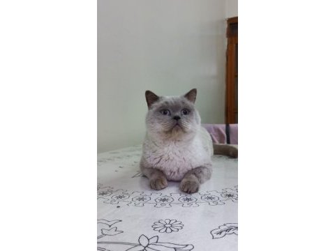 Çok güzel blue point british malzemesi beraber