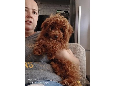 Asil yavrulardan alınmış minyatür poodle