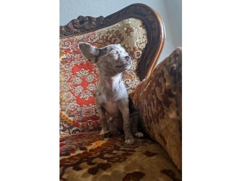 Nadir bulunan merle chihuahua dişi yavrular