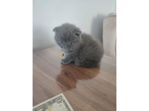 3 beyaz 1 gri (erkek) scottish fold