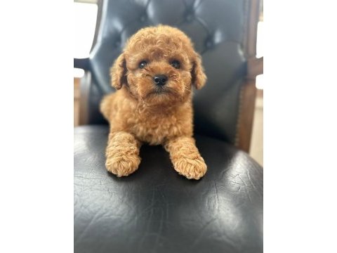 Poodle yavrum