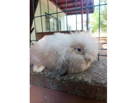 Hollanda teddy lop yavru tavşanlar