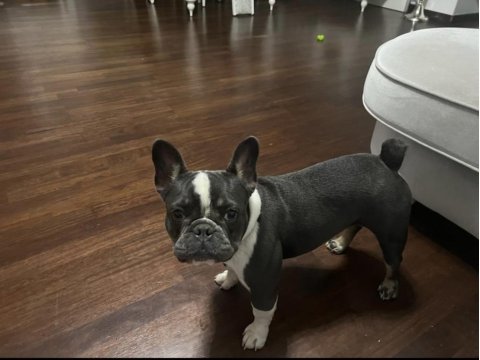 1 yaşında dişi french bulldog