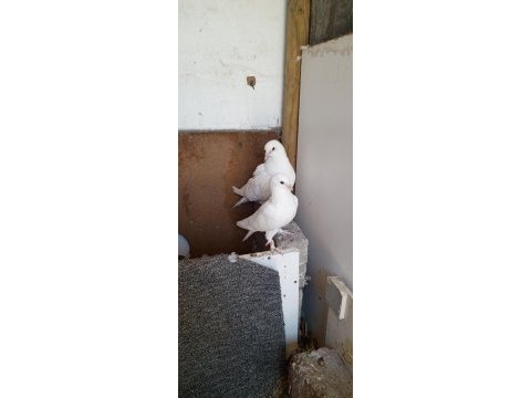 Eski soy beyaz güvercinler