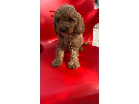 Poodle bebekleri