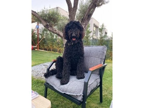 Standart poodle kızımıza eş arıyoruz