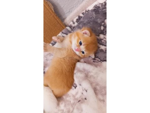 Yavru scottish fold