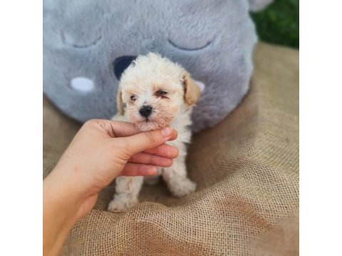 F1 süper kalite maltipoo dişi