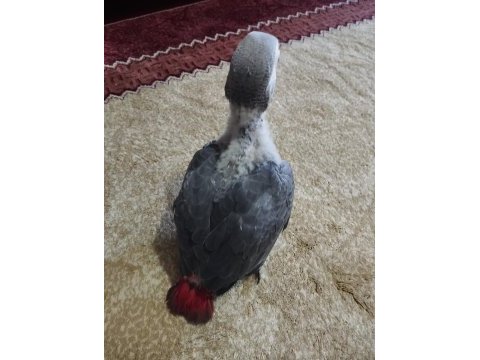 Yavru jako papağanı 2 aylık