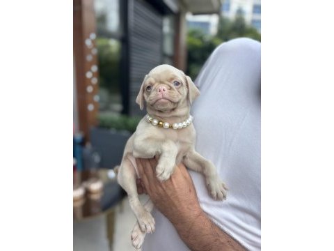 Nadir bulunan exzotic pink pug yavrumuz