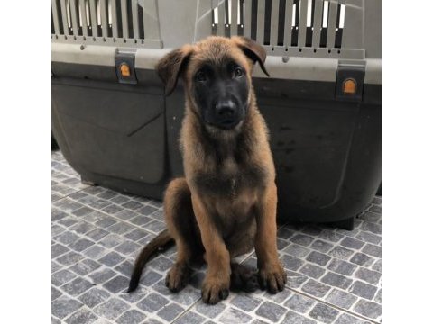 Safkan ırk garantili belçika kurdu