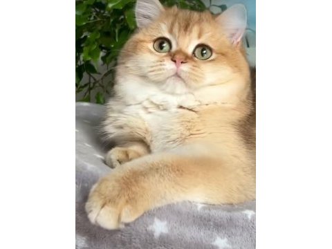 Balkız british golden