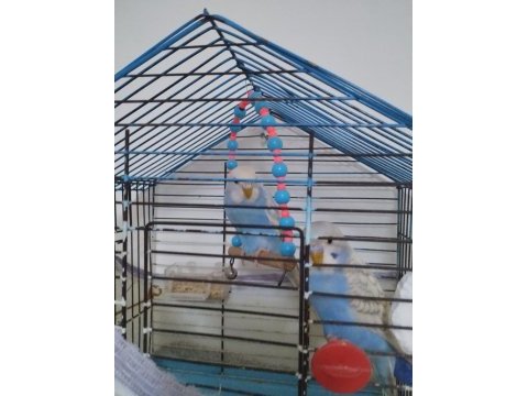 Muhabbet kuşları yeni yavru 2 aylık