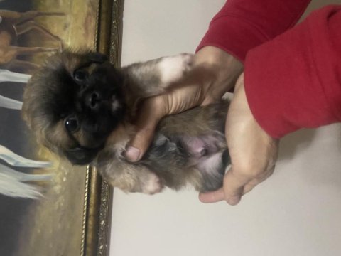 Pekinez yavrularımız yeni yuvalarını arıyorlar
