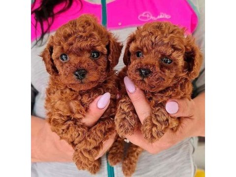 Kg garantili toy poodle yavrular heryere gönderilir 