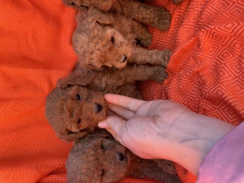 Irk ve sağlık garantili poodle bebekler