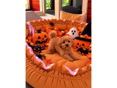 Üst kalite maltipoo yavrular 