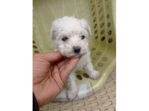 Minyatür boy maltese yavrular