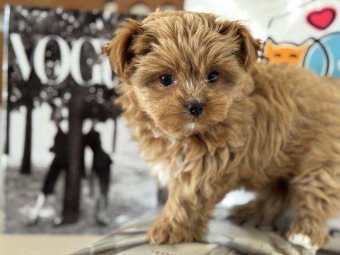 Petmode köpek çiftliğinden tea cup morkie