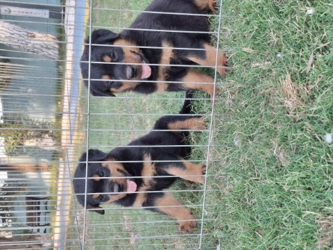 Safkan macar koca kafa küt burun rottweiler yavrular