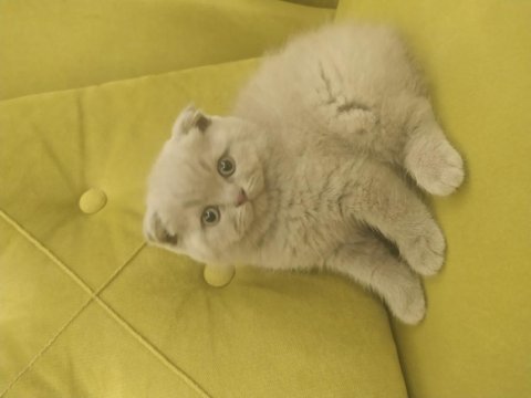 Scottish fold lilac rengin erkek bebek