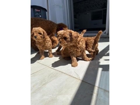 Poodle yavrularımız yeni evlerini bekliyor