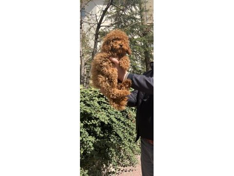 Toy poodle türkiye starı