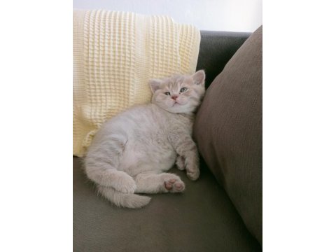 Safkan british shorthair