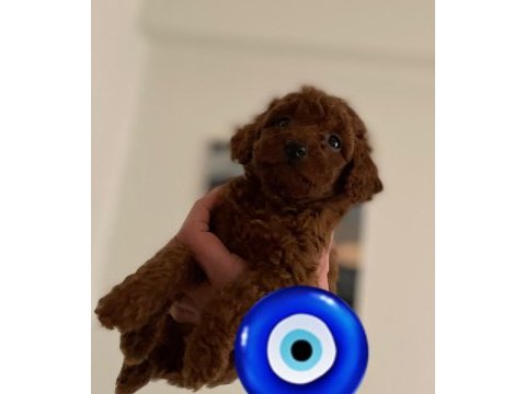 Kore poodle erkek