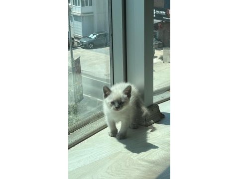 Orijinal siyam kedileri anne ve oğul sahiplendirilecektir