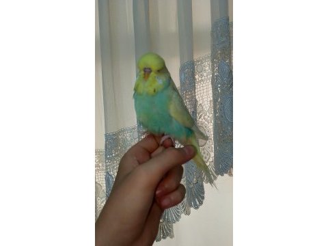 Şov jumbo muhabbet kuşu
